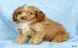 Cockapoo dogs for sale: Vince - Image 2