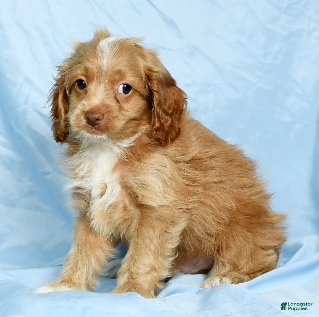 Cockapoo dogs for sale: Vince - Image 2