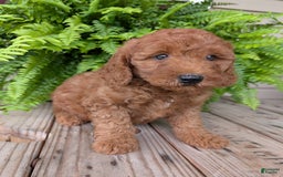 Mini Goldendoodle dogs for sale: Mini -kobe - Image 31