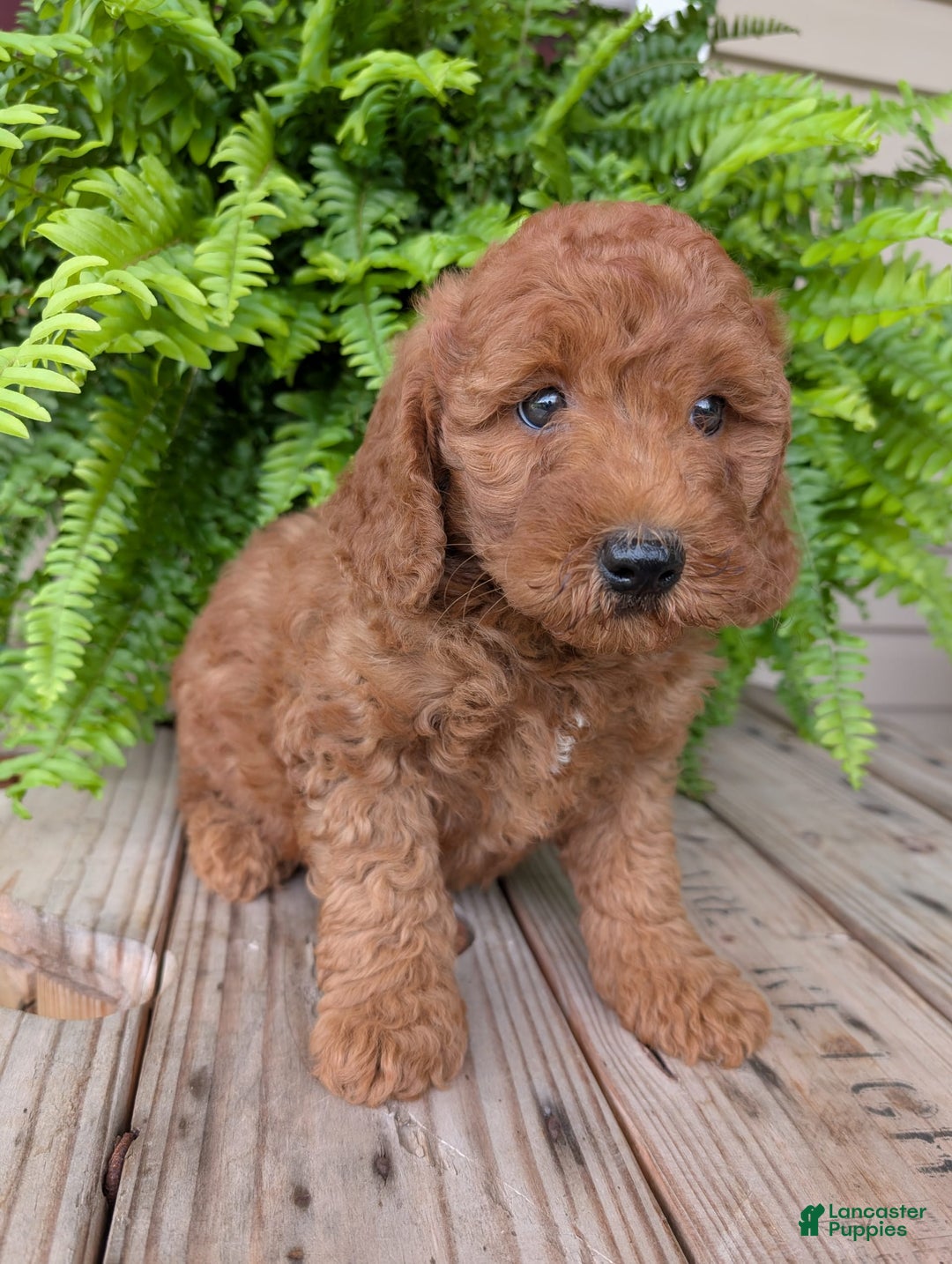 Mini Goldendoodle dogs for sale: Mini -kobe - Image 31