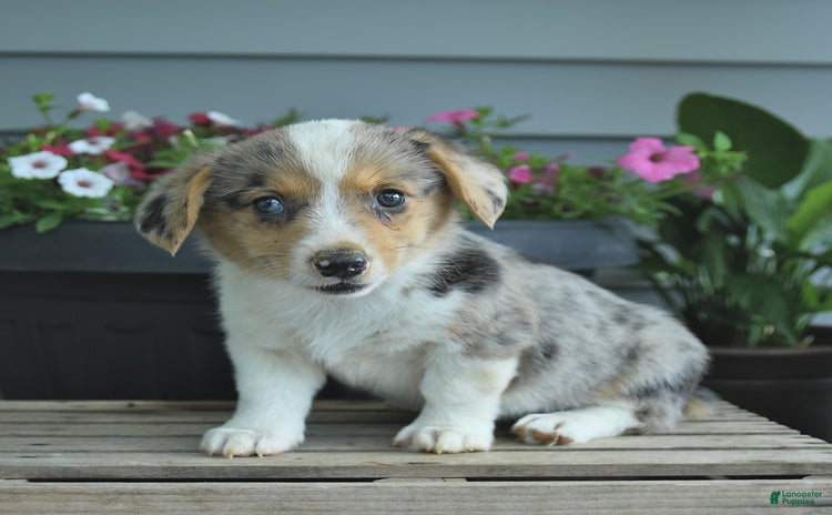 Welsh Corgi Pembroke dogs - Advert 15