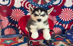 Siberian Husky dogs for sale: Rocky - Image 2