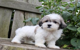 Malshi dogs for sale: Fawn - Image 10