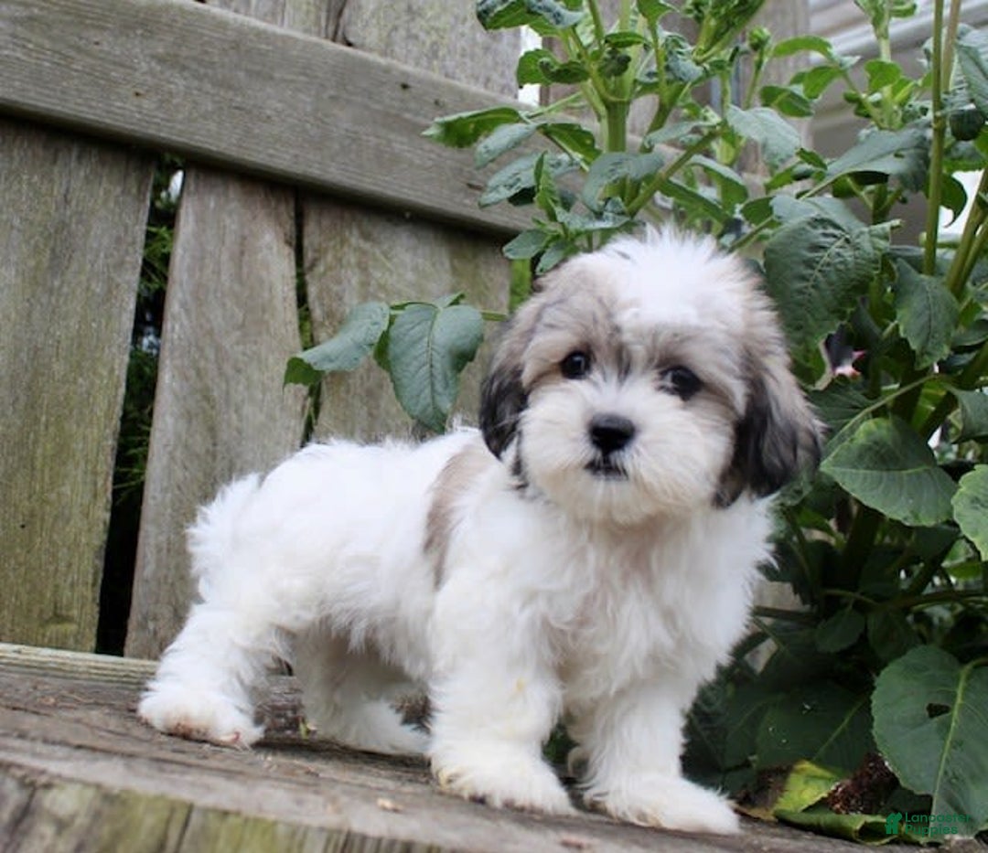 Malshi dogs for sale: Fawn - Image 10