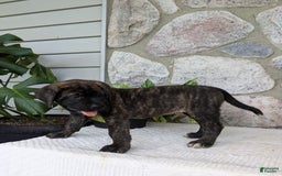English Mastiff dogs for sale: Blossom - Image 7
