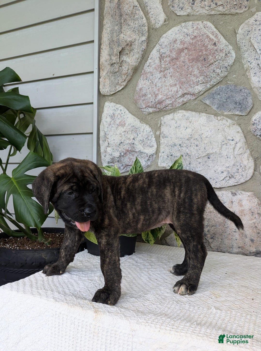 English Mastiff dogs for sale: Blossom - Image 7