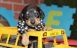 Dachshund dogs for sale: Izekial - Image 2