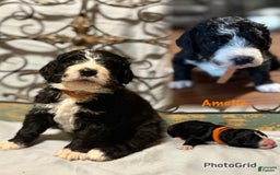 Bernedoodle dogs for sale: Amelie - Image 1