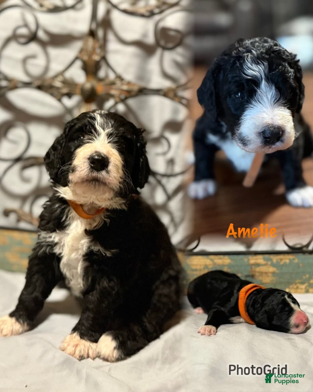 Bernedoodle dogs for sale: Amelie - Image 1