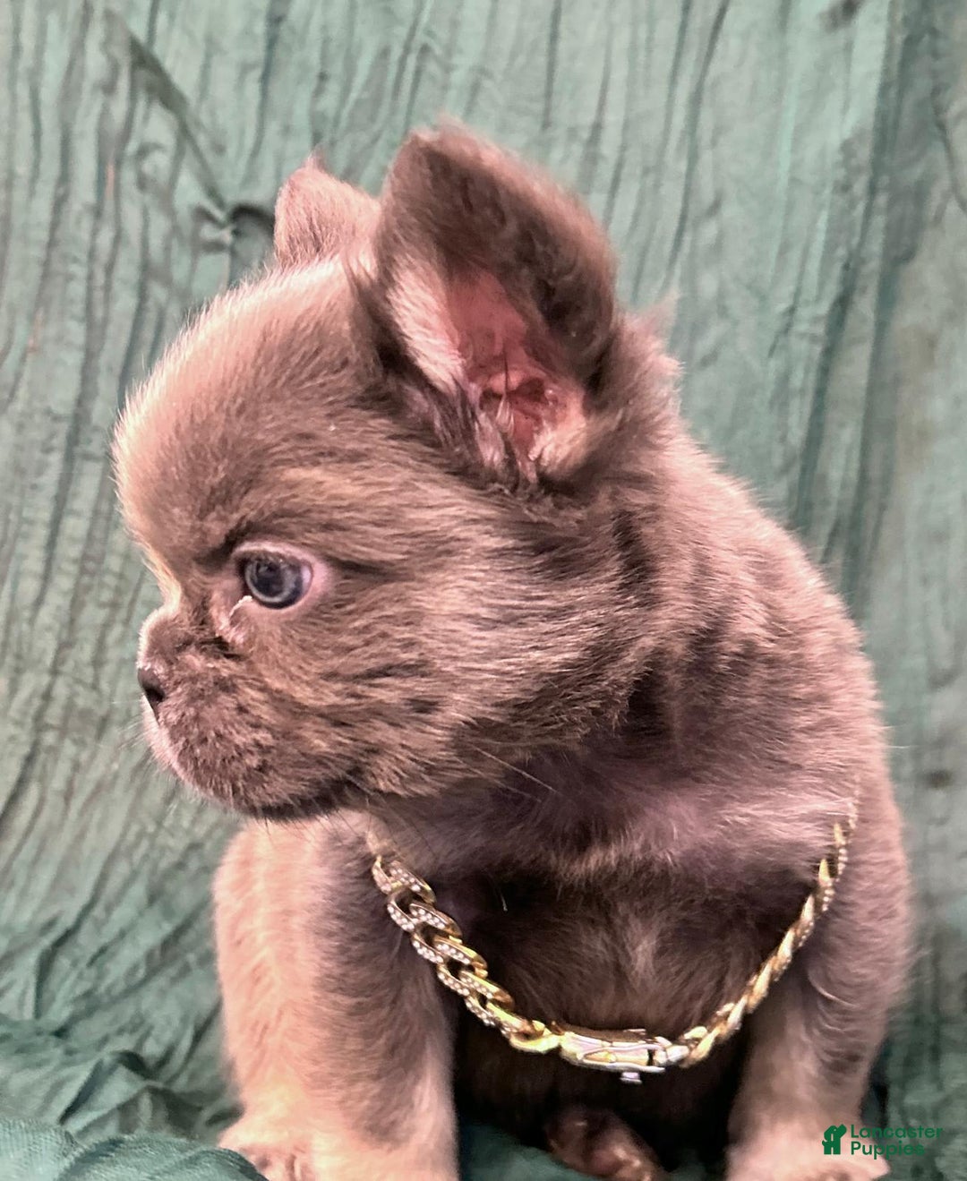 French Bulldog dogs for sale: Fluffy French Bulldog - Image 3