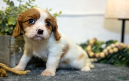 Cavalier King Charles Spaniel dogs for sale: Cora - Image 2