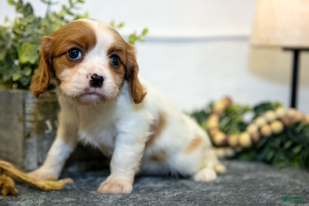 Cavalier King Charles Spaniel dogs for sale: Cora - Image 2