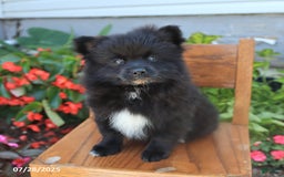 Pomeranian dogs for sale: Pixie - Image 1