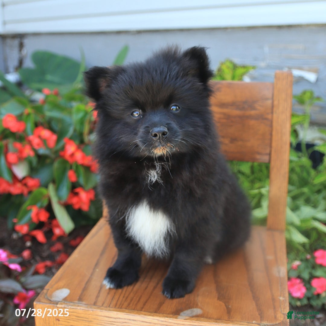 Pomeranian dogs for sale: Pixie - Image 1