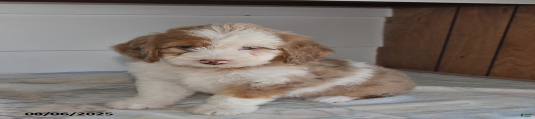 Oscar