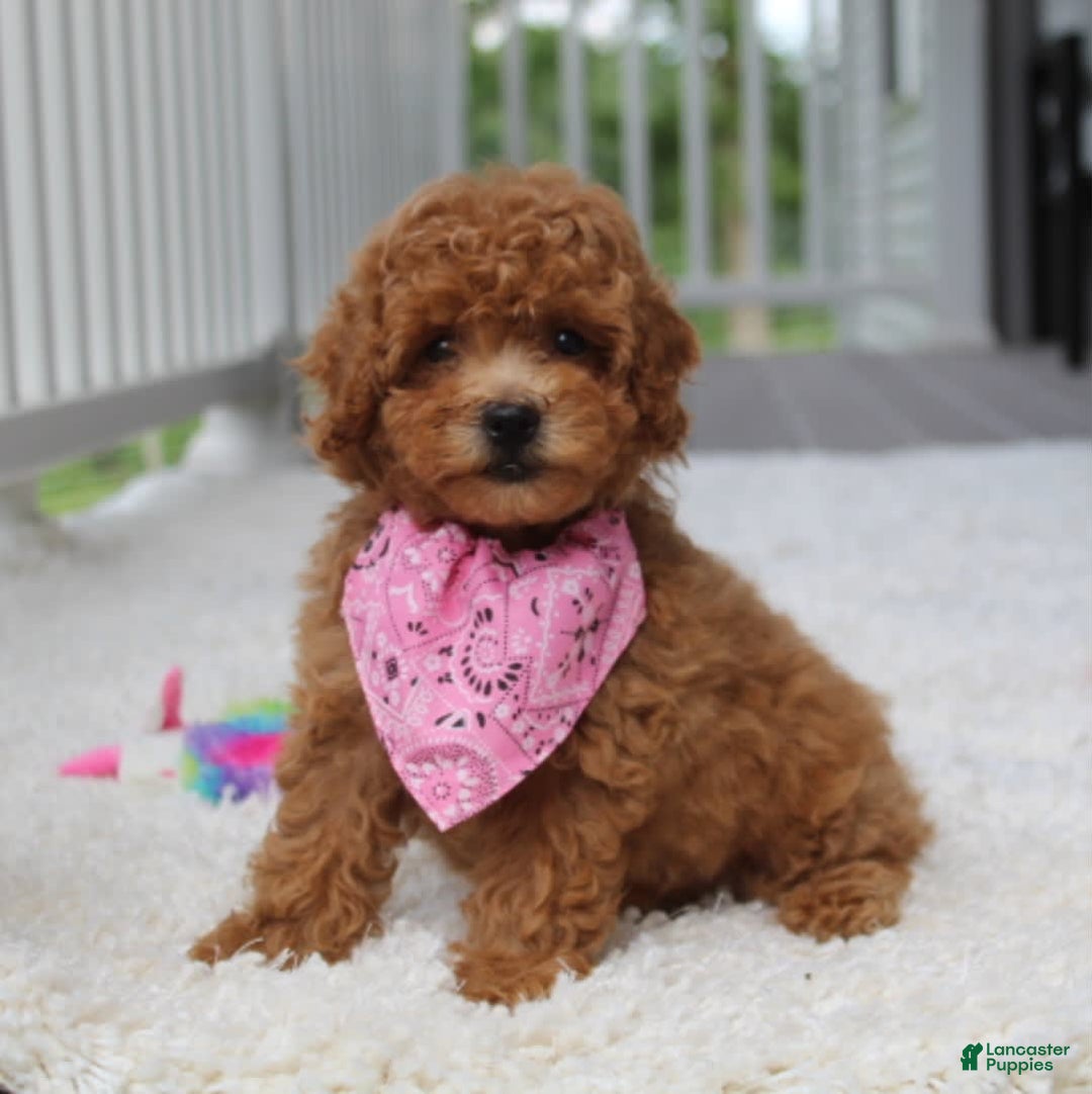 Miniature Poodle dogs for sale: Natasha - Image 1