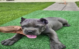 Cane Corso dogs for sale: Dream - Image 5