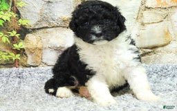 Portuguese Water Dog dogs for sale: Dahlia - Image 7