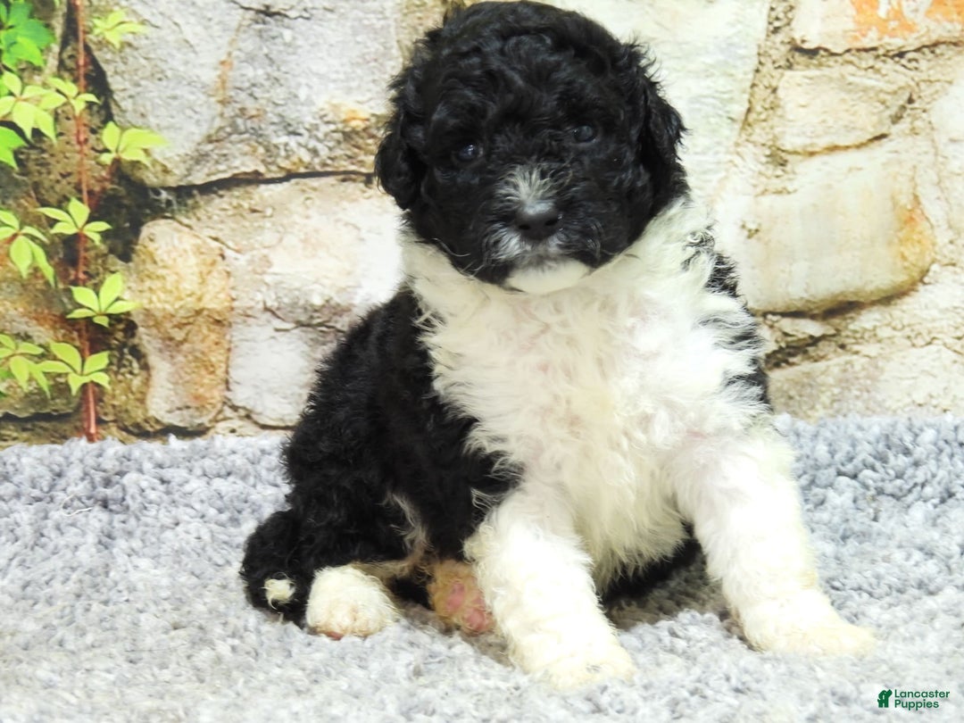 Portuguese Water Dog dogs for sale: Dahlia - Image 7
