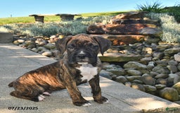Boxer dogs for sale: Diesel - Image 2