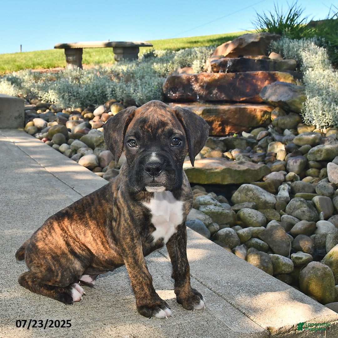 Boxer dogs for sale: Diesel - Image 2