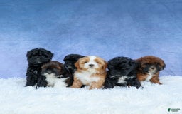 Shihpoo dogs for sale: King - Image 10