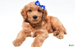 Mini Goldendoodle dogs for sale: Tommy - Image 6