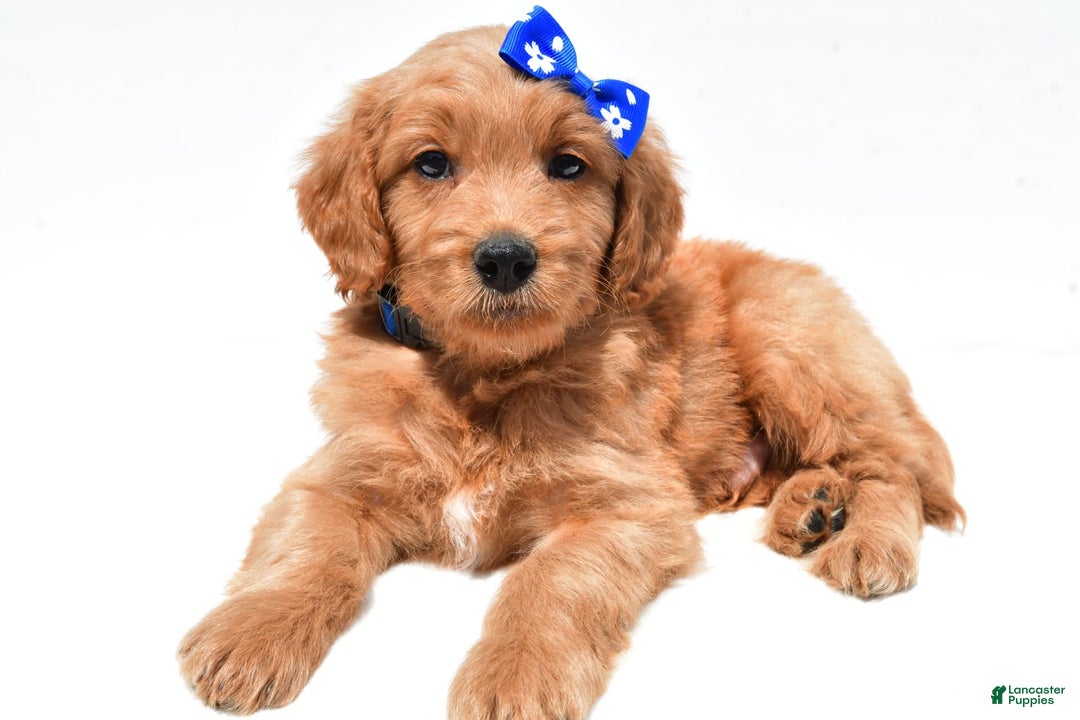 Mini Goldendoodle dogs for sale: Tommy - Image 6