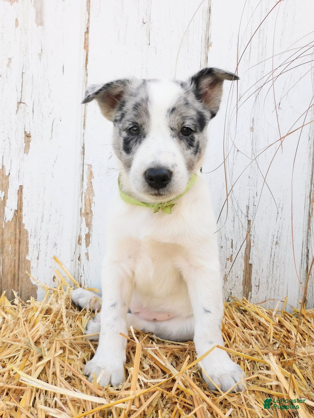 Australian Cattle Dog dogs for sale: Oreo - Image 1