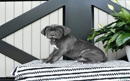 Cane Corso dogs for sale: Flo - Image 2