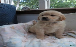 Golden Retriever dogs for sale: Hershey - Image 22