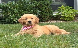 Golden Retriever dogs for sale: Skye - Image 1
