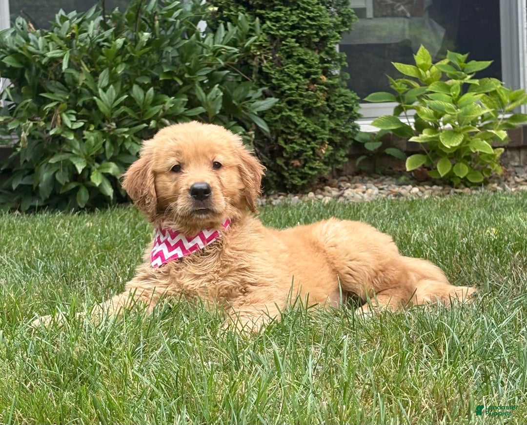 Golden Retriever dogs for sale: Skye - Image 1