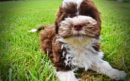 Havapoo dogs for sale: Dash - Image 17