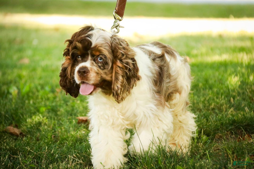 Cocker Spaniel dogs for sale: Beckham - Image 31