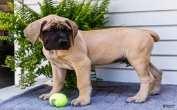 English Mastiff dogs for sale: Hazel - Image 15