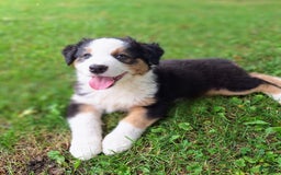 Australian Shepherd dogs for sale: Elliot - Image 4