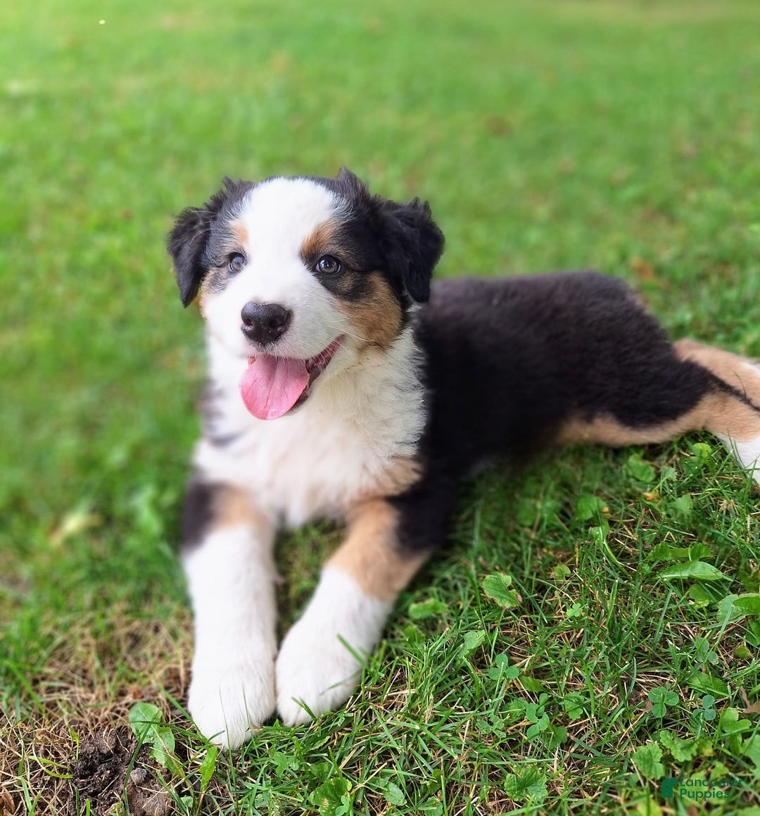 Australian Shepherd dogs for sale: Elliot - Image 4