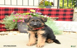 German Shepherd dogs for sale: Hunter - Image 4
