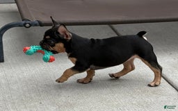 French Bulldog dogs for sale: Gretchen - Image 1