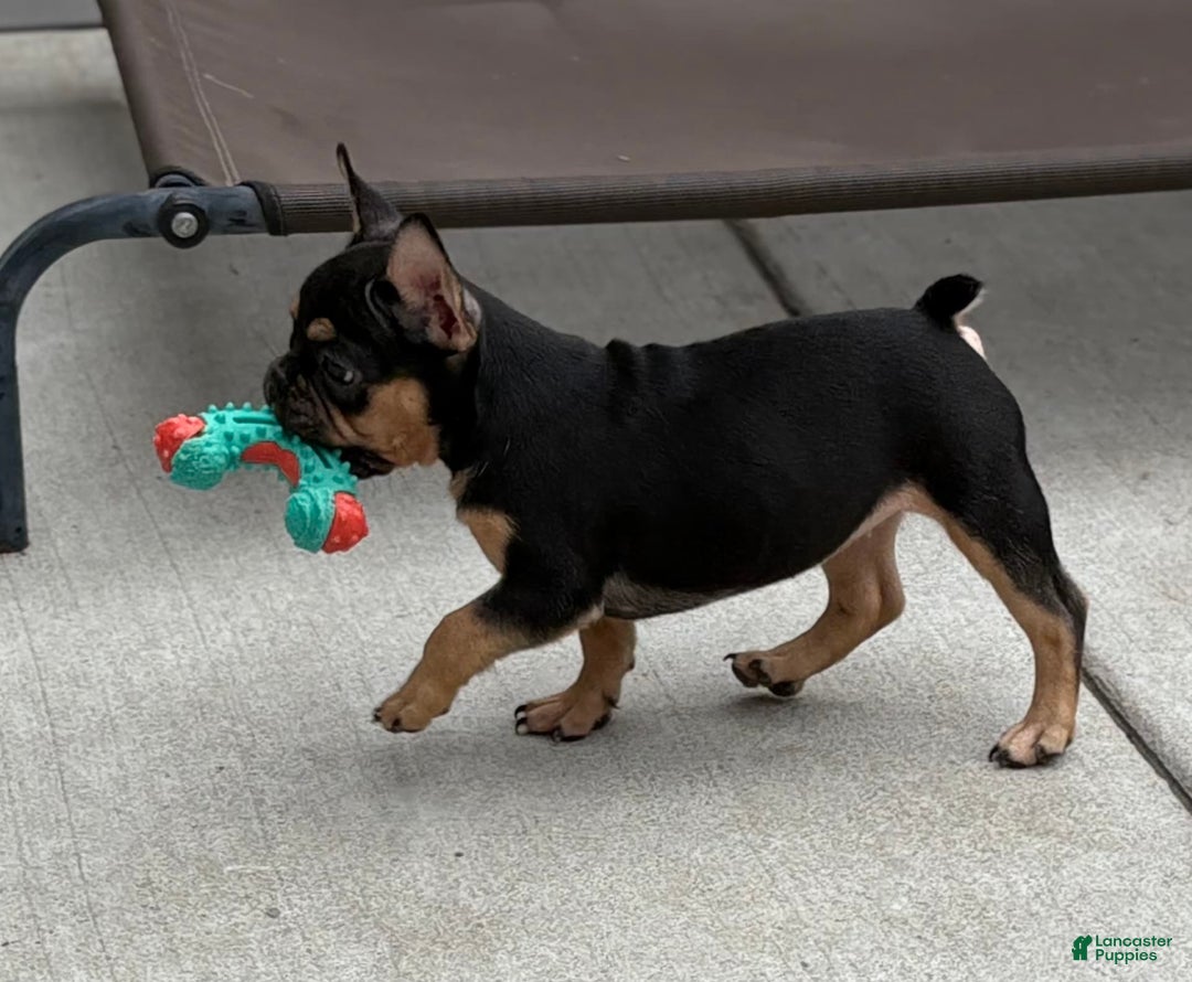 French Bulldog dogs for sale: Gretchen - Image 1