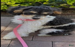 Mini Bernedoodle dogs for sale: Scout - Image 5