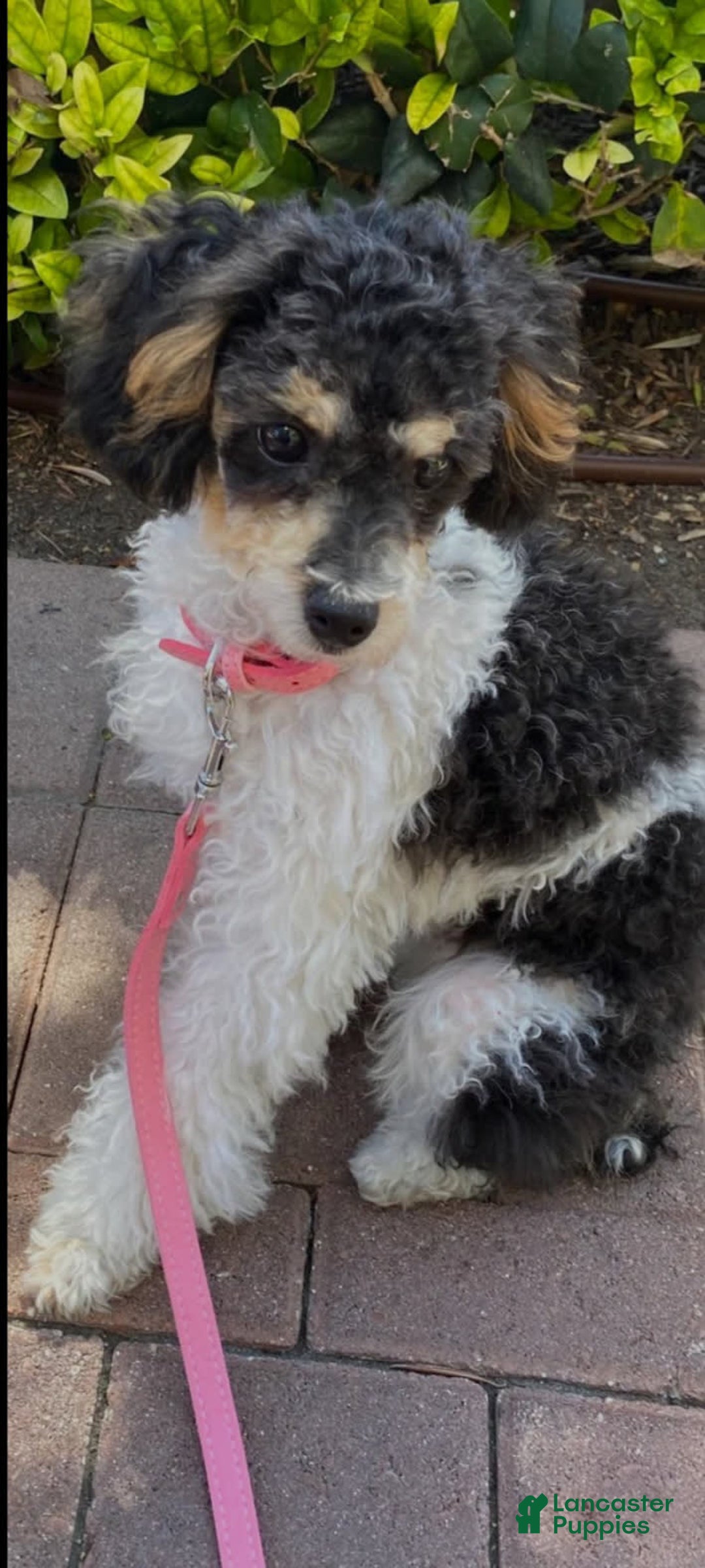 Mini Bernedoodle dogs for sale: Scout - Image 5