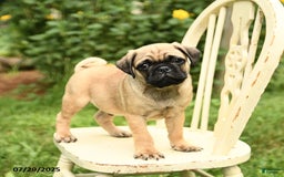 Pug dogs for sale: Trophy - Image 6