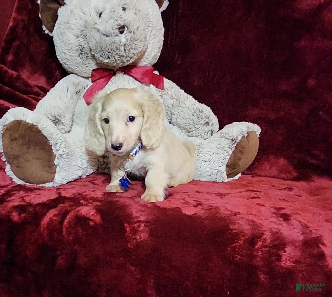 Miniature Dachshund dogs for sale: Tucker - Image 6
