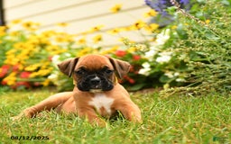 Boxer dogs for sale: Katmai - Image 4