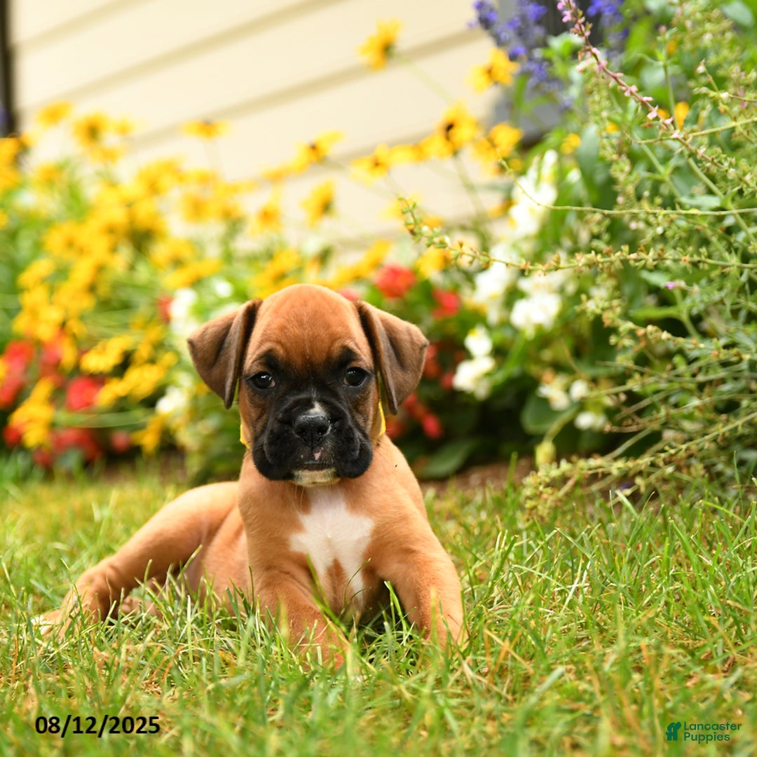 Boxer dogs for sale: Katmai - Image 4