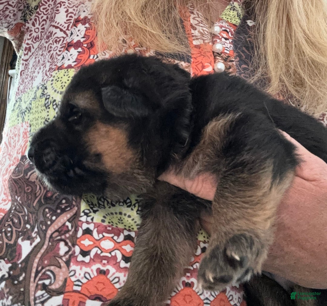 German Shepherd dogs for sale: 2nd Boy - Image 10