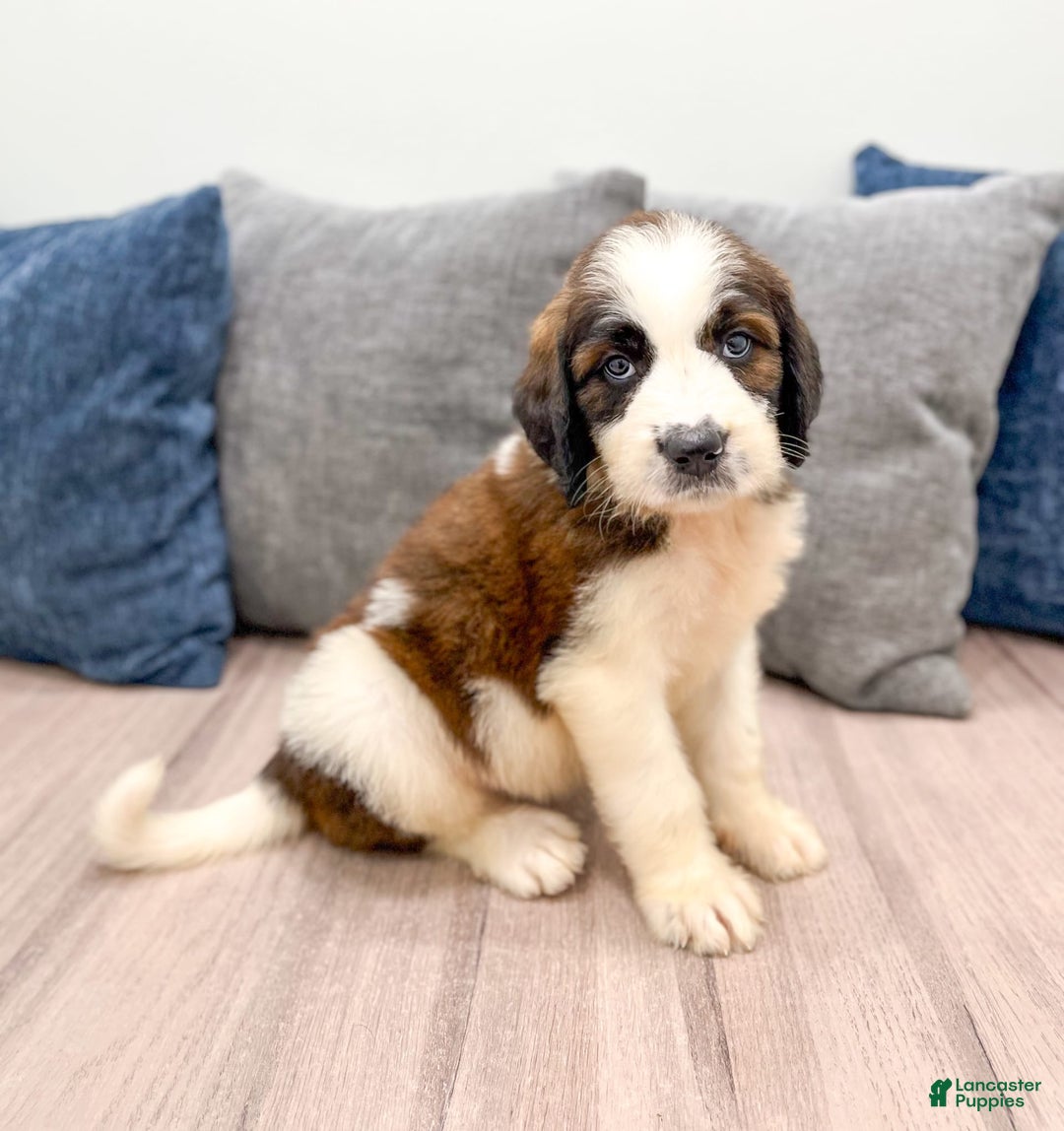 Saint Berdoodles dogs for sale: Cleo - Image 5