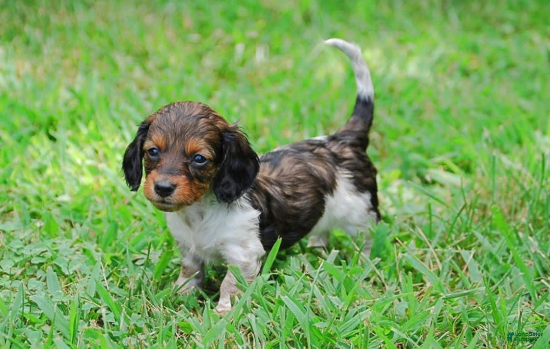 Dachshund dogs for sale: Akc Duke - Image 2